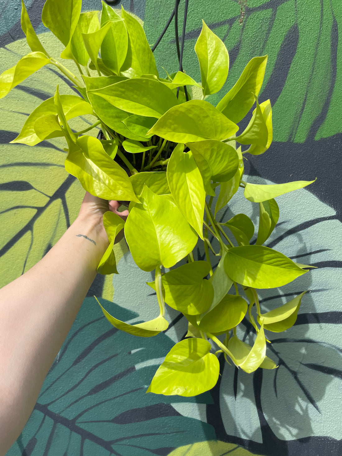 Epipremnum Aureum &