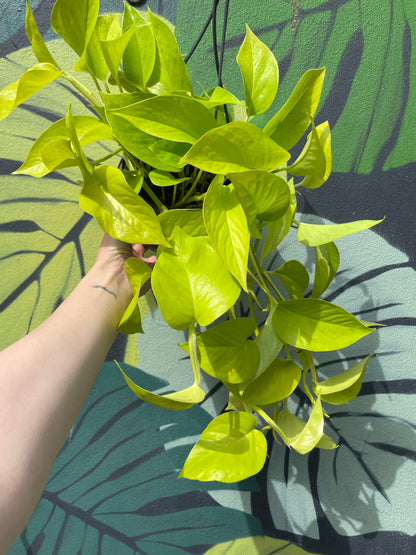 Epipremnum Aureum &