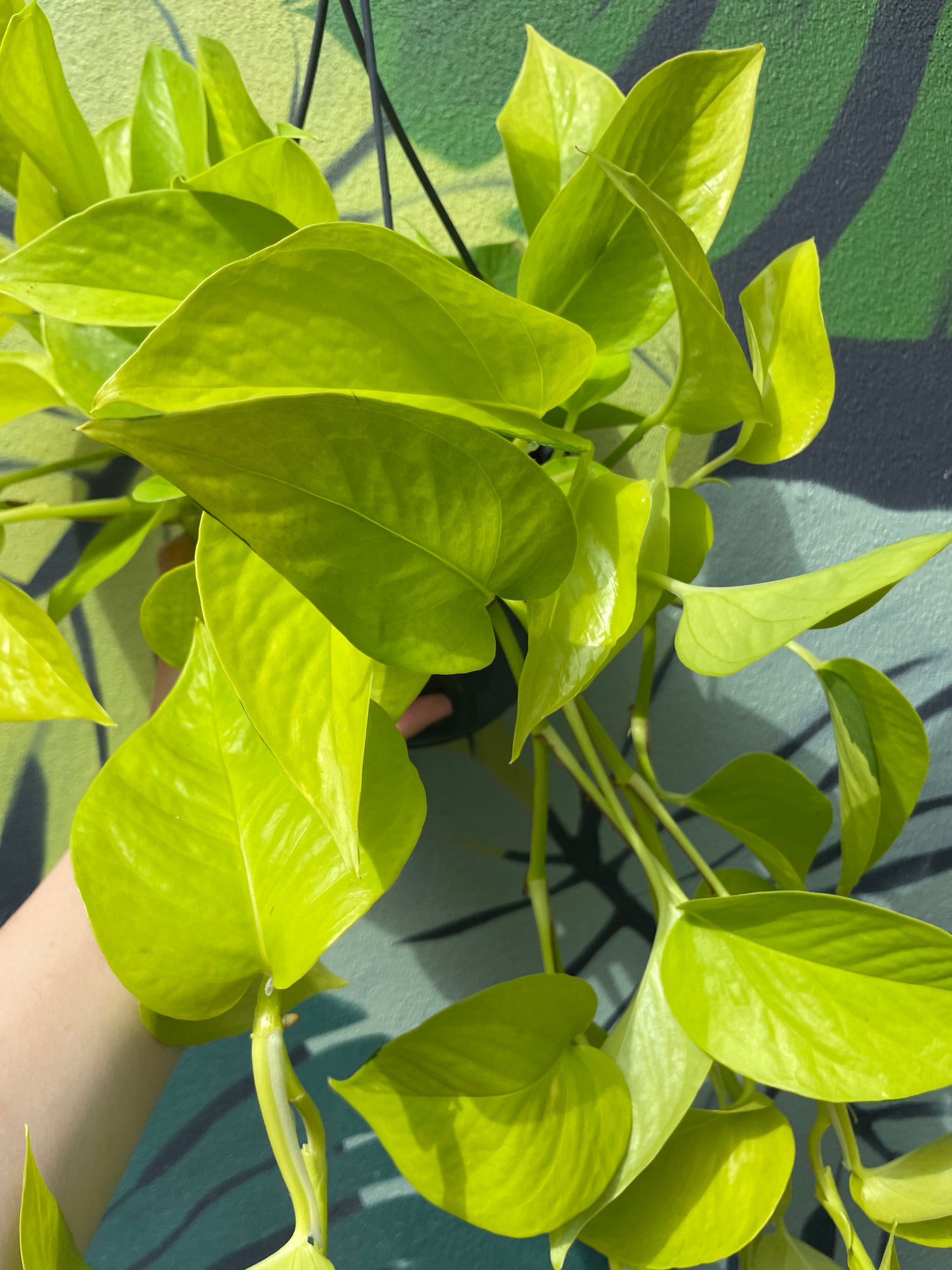 Epipremnum Aureum &