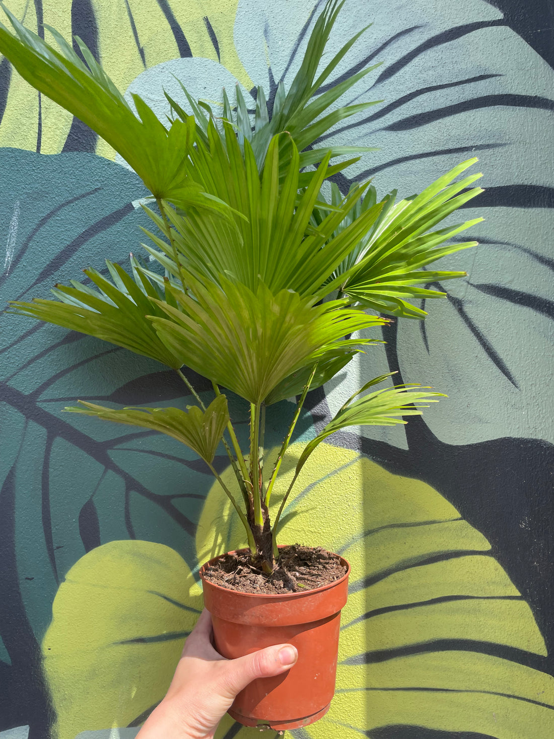 Livistona rotundifolia (Fountain palm)