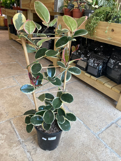 Hoya australis cv.&