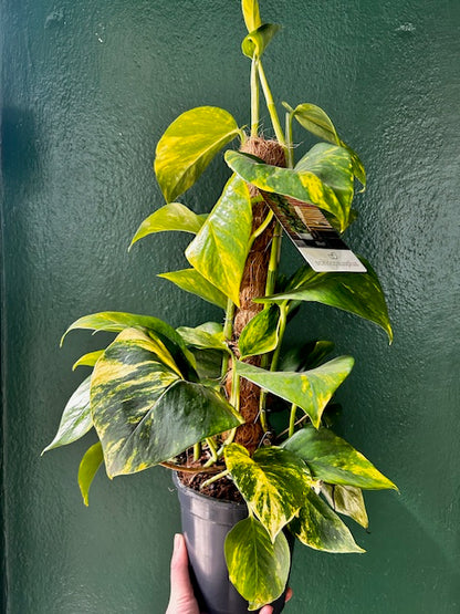 Epipremnum aureum (Golden Pothos)