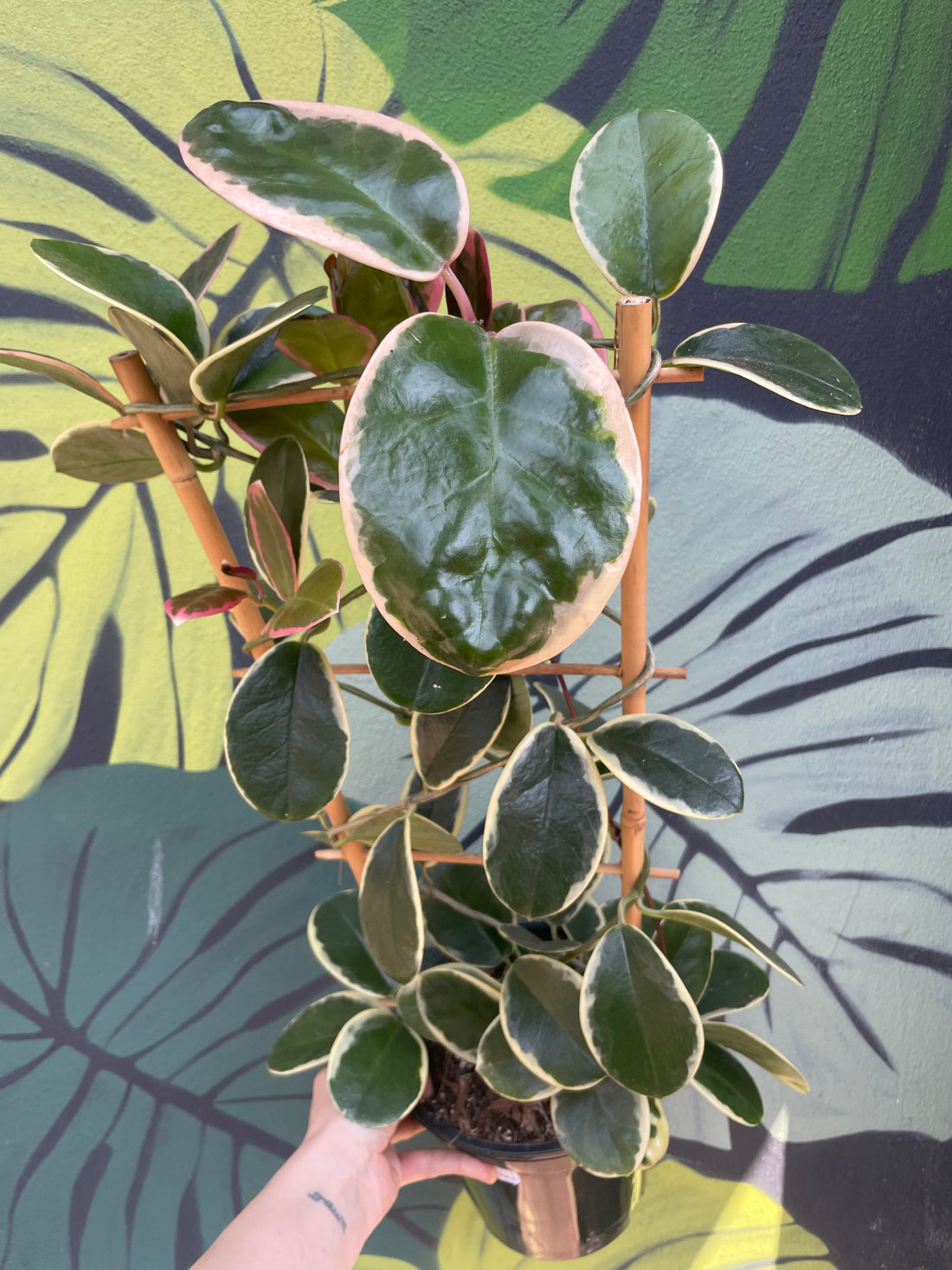 Hoya australis cv.&