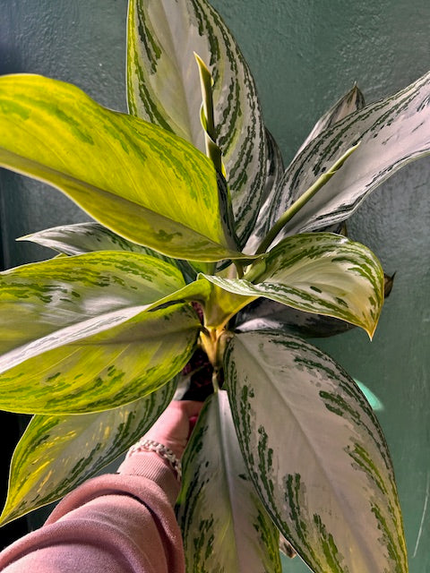 Aglaonema &