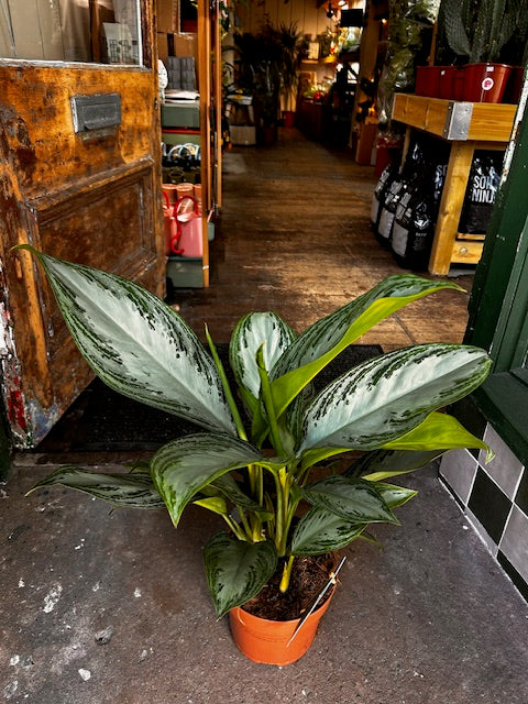 Aglaonema &