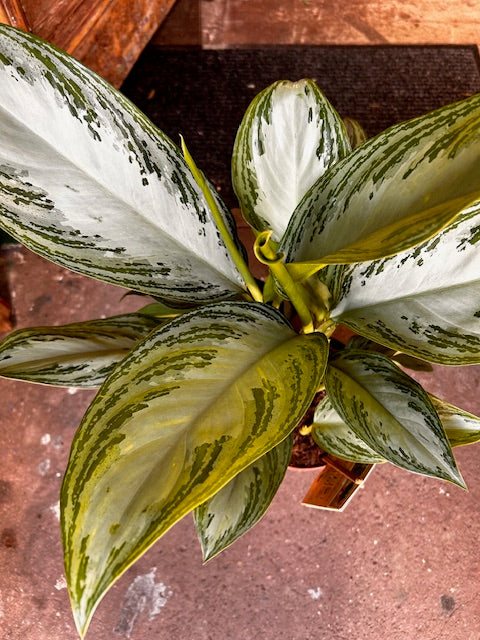 Aglaonema &