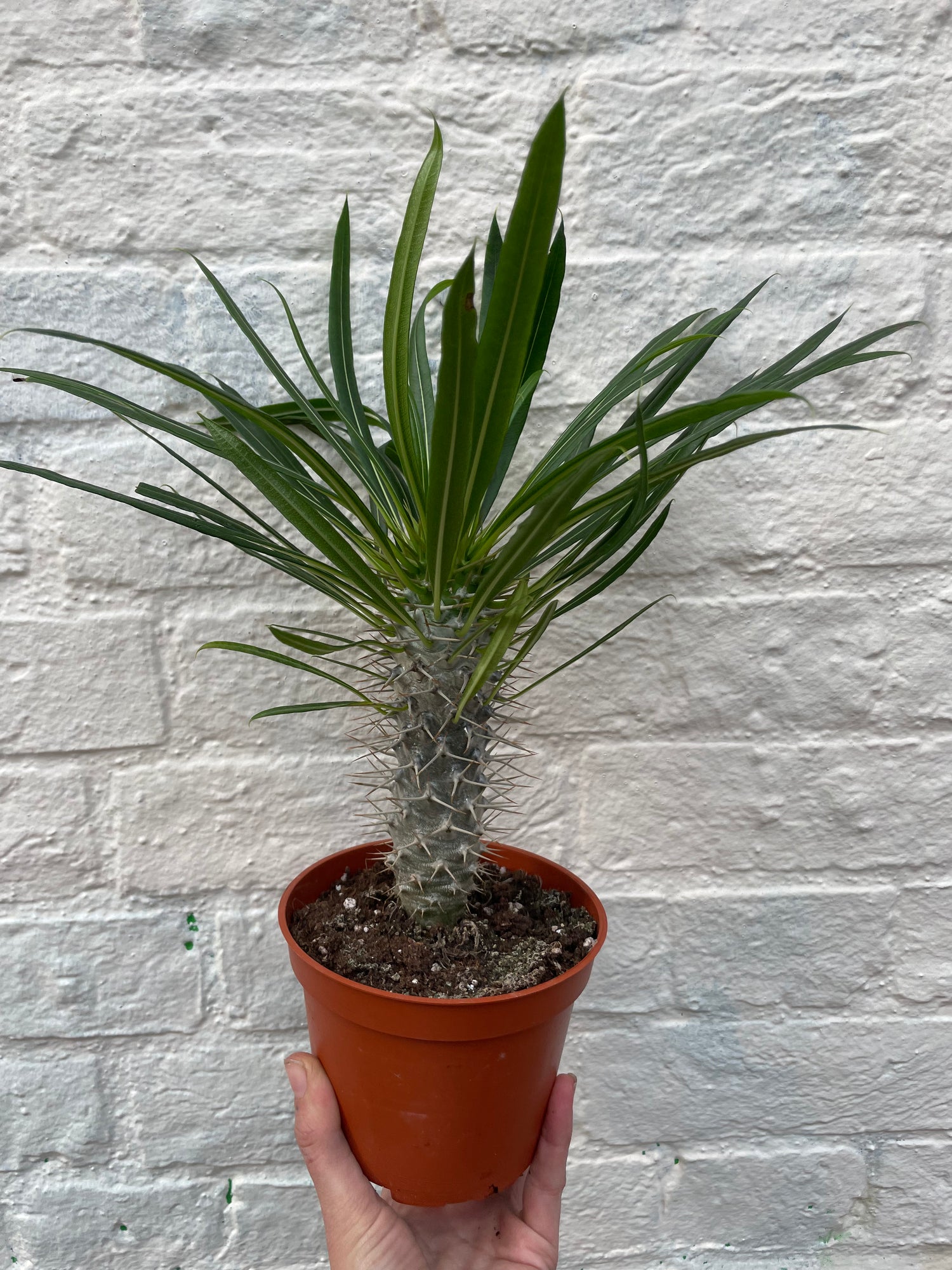Pachypodium lamerei (Madagascar palm/ Succulent tree)