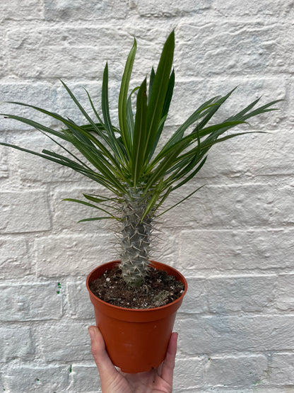 Pachypodium lamerei (Madagascar palm/ Succulent tree)