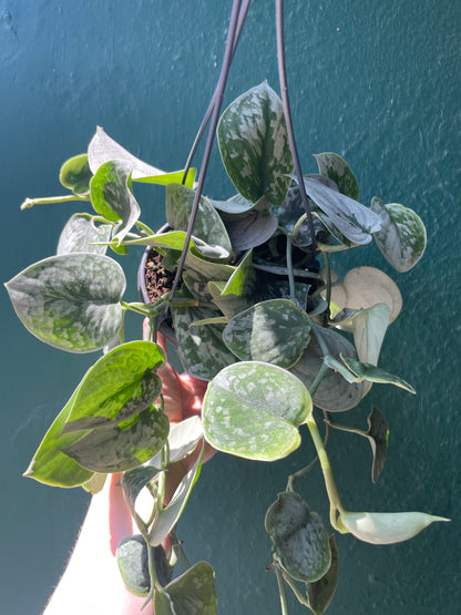 Scindapsus pictus &