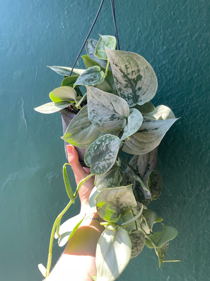 Scindapsus pictus &