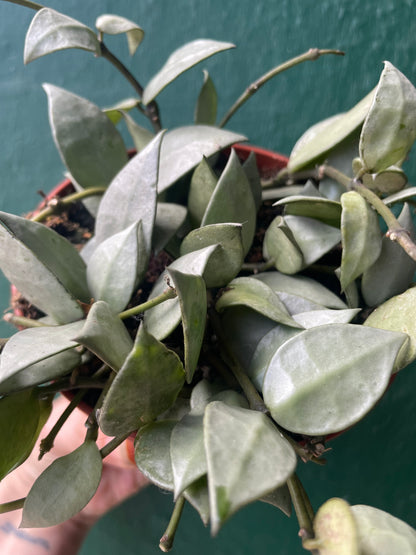 Hoya krohniana &