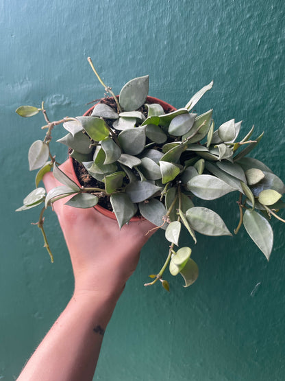Hoya krohniana &