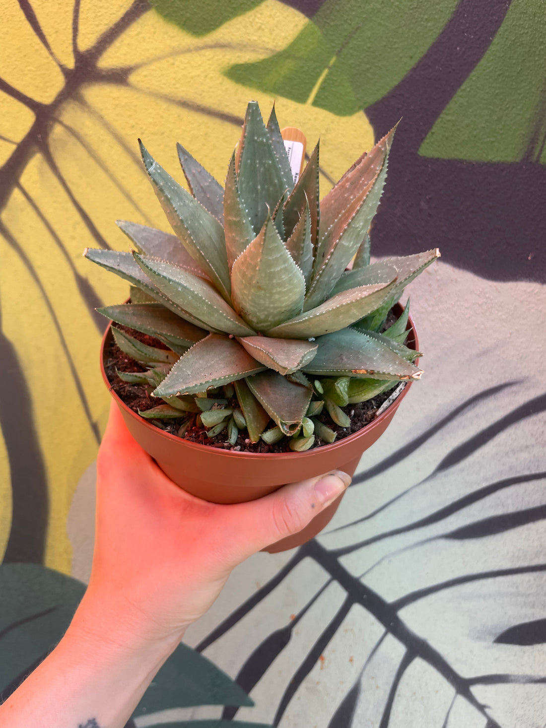 Haworthia &