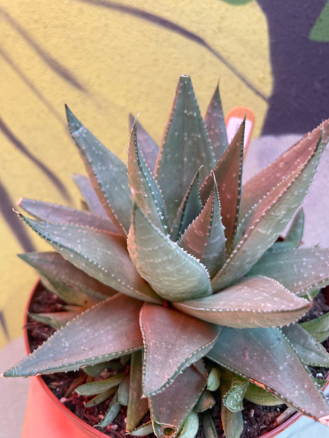 Haworthia &