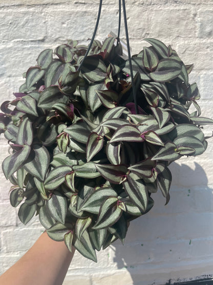 Tradescantia purpusii (Inch plant/ Wandering Dude)