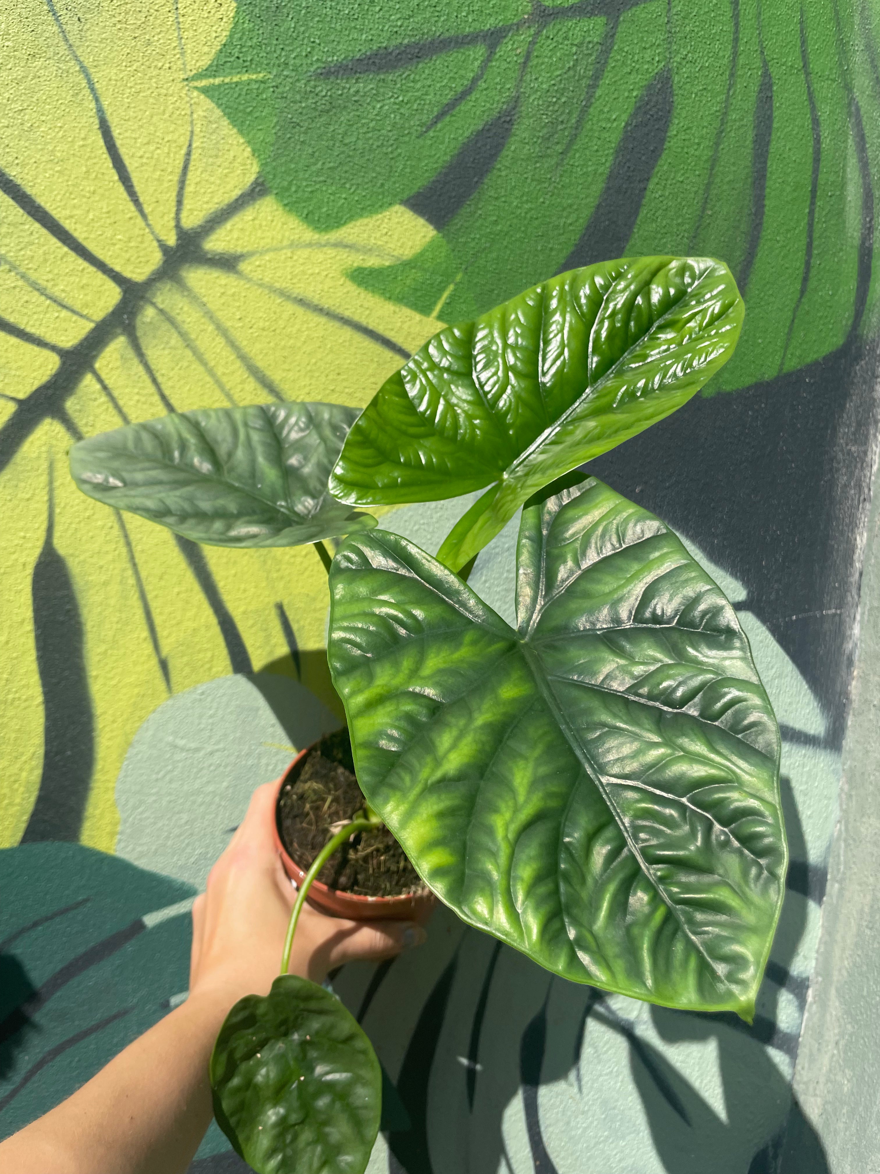 Alocasia &