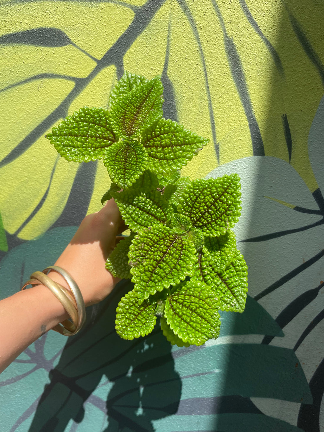 Pilea involucrata &