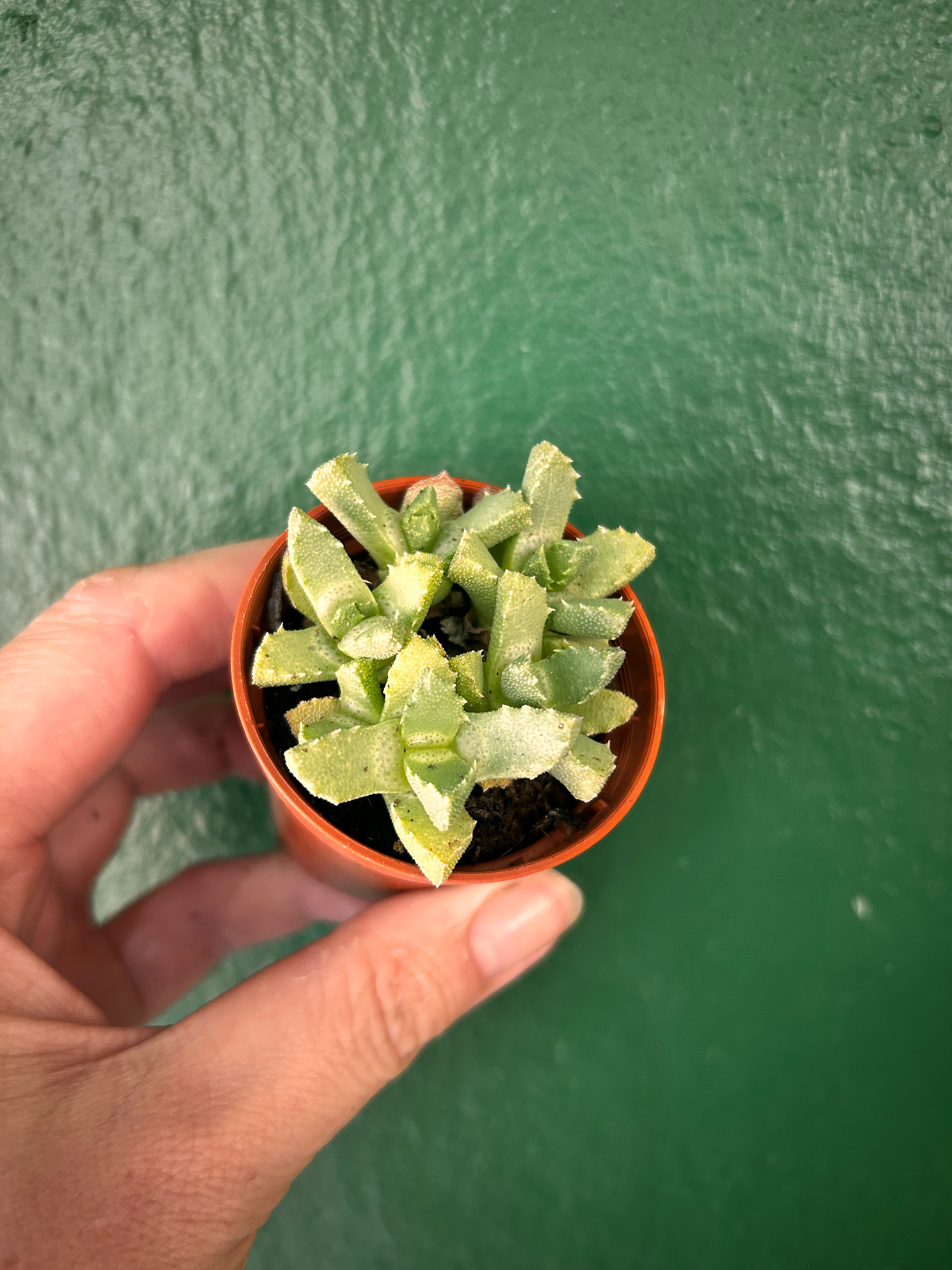 Aloinopsis Luckhoffii &