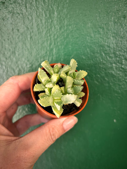 Aloinopsis Luckhoffii &