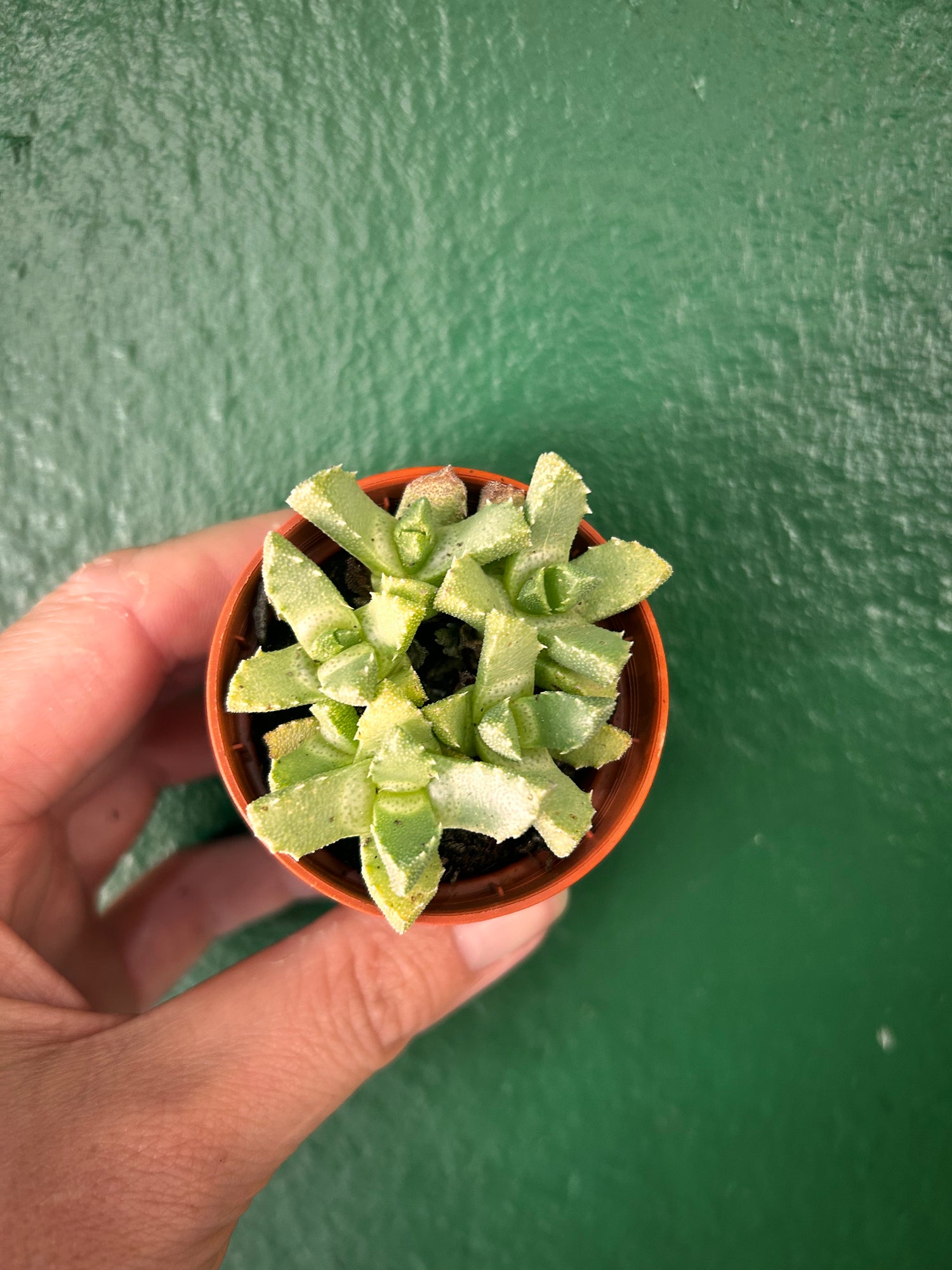 Aloinopsis Luckhoffii &
