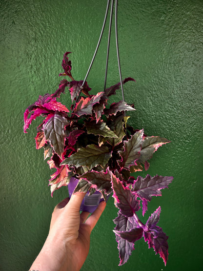 Gynura aurantiaca variegata (Velvet plant)