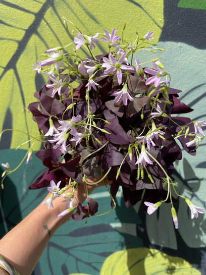 Oxalis triangularis (False Shamrock / purple plant)
