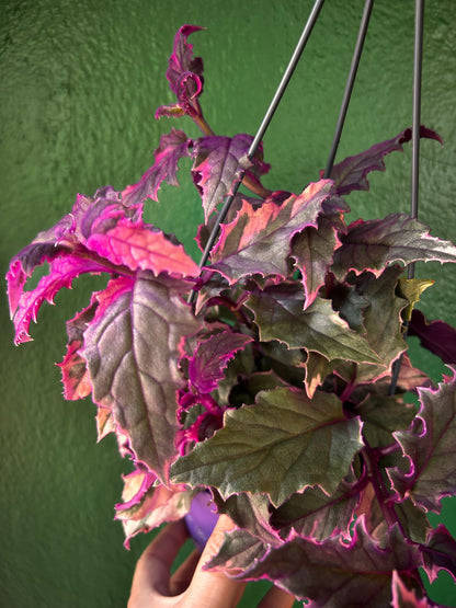 Gynura aurantiaca variegata (Velvet plant)