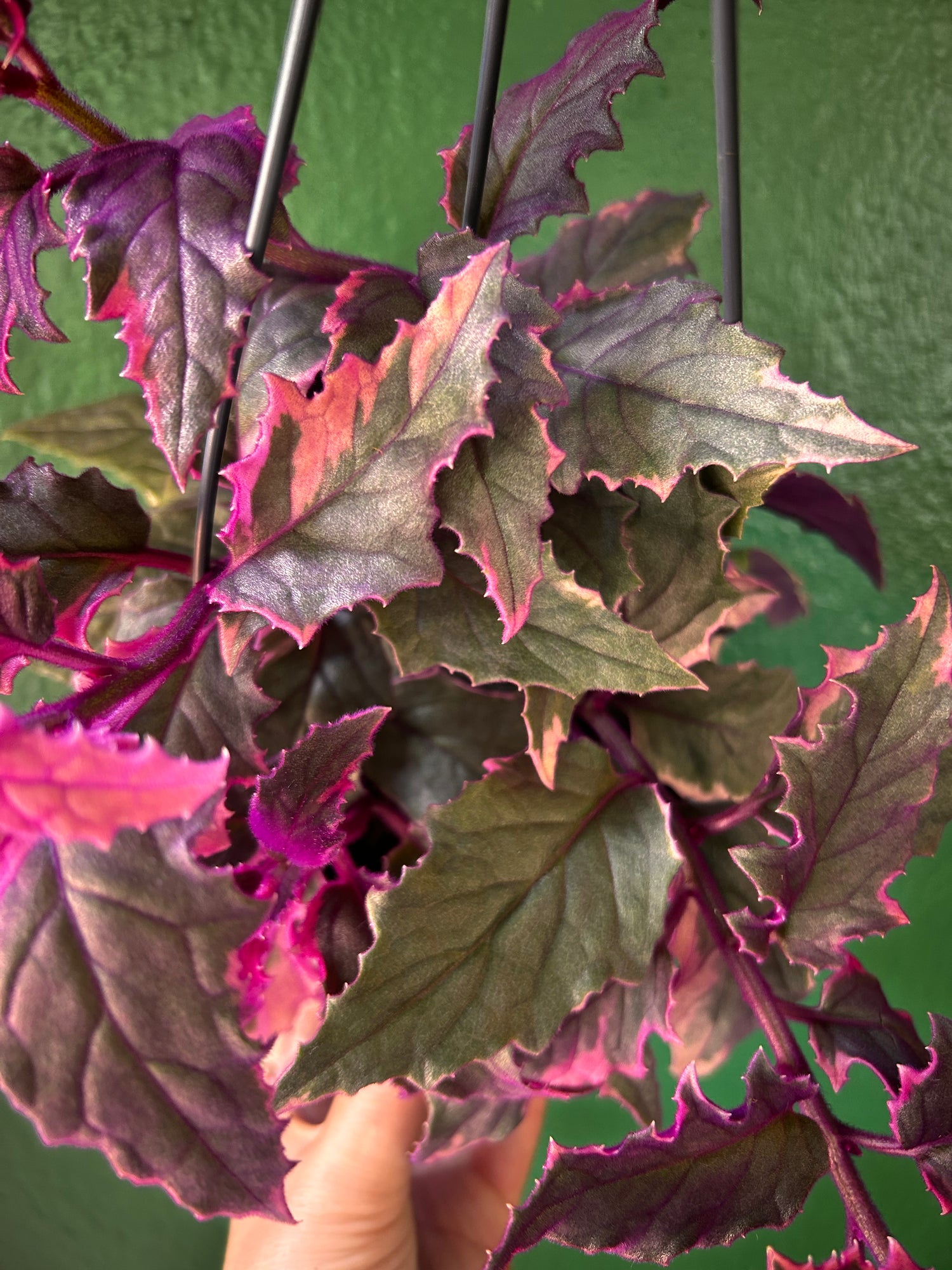 Gynura aurantiaca variegata (Velvet plant)