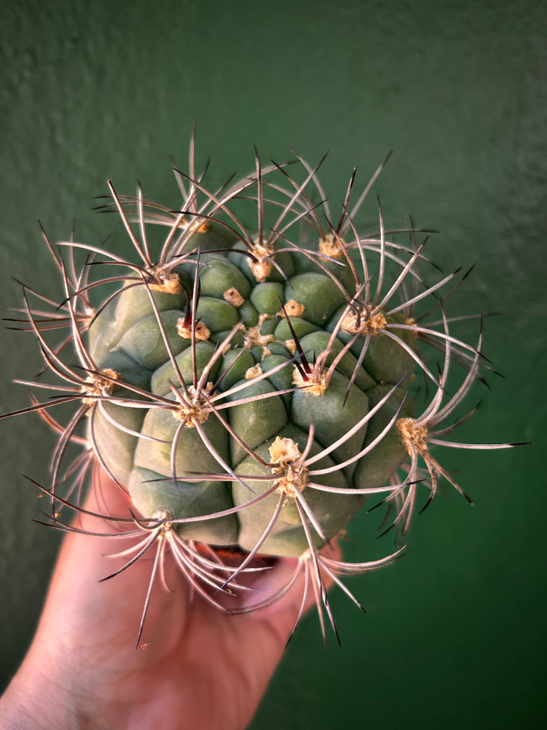 Gymnocalycium Saglyonis &