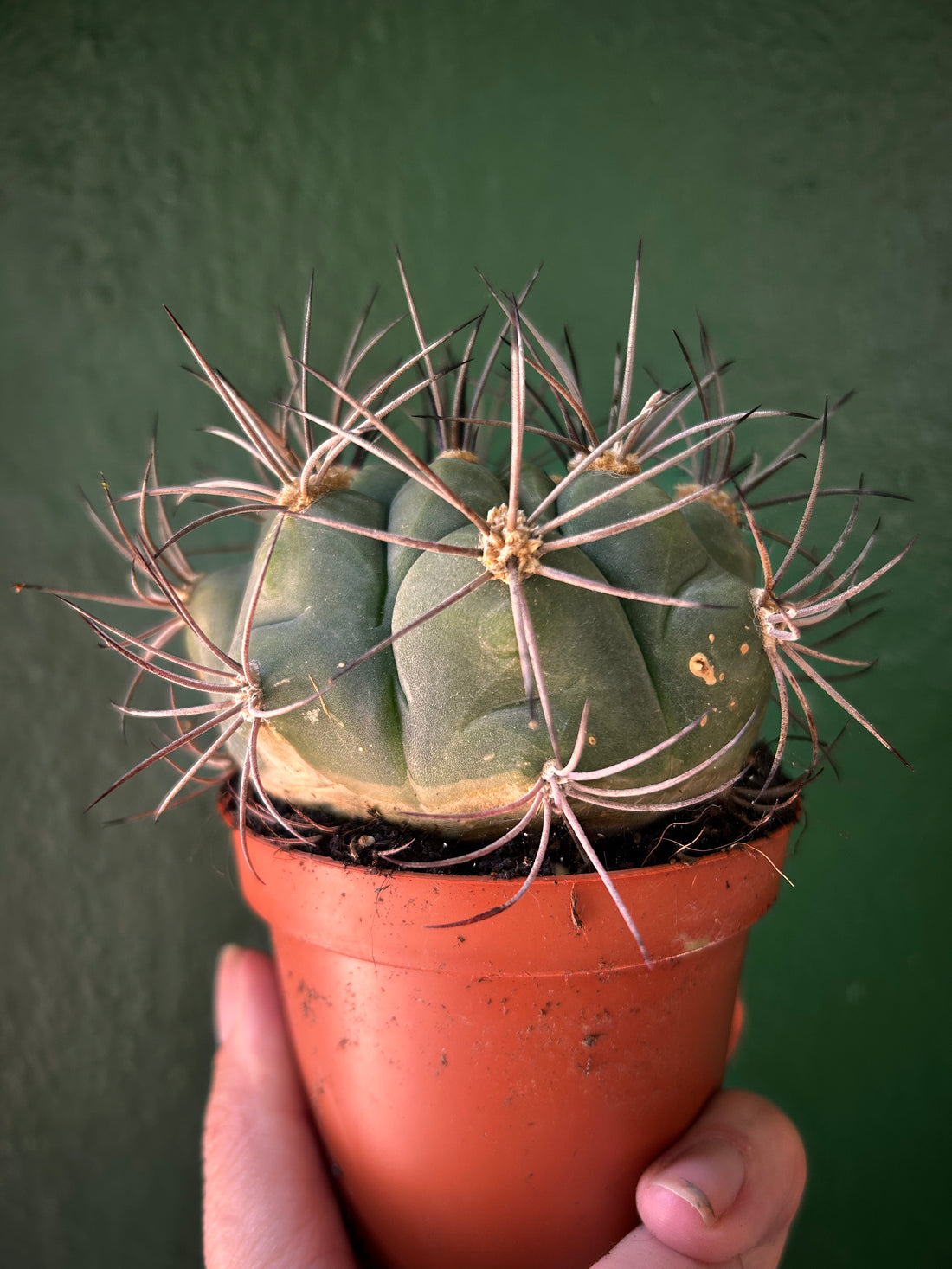 Gymnocalycium Saglyonis &