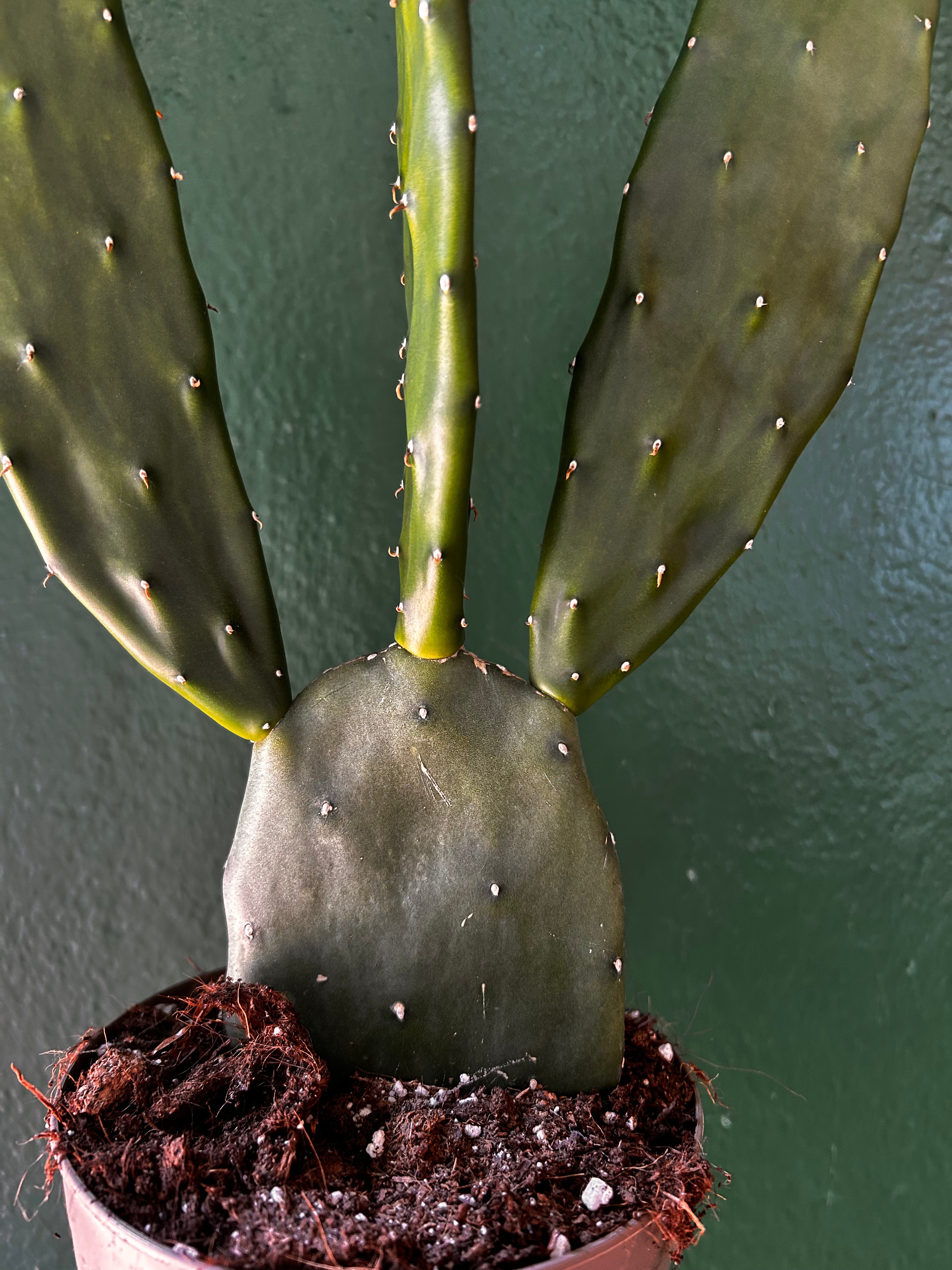 Opuntia cochenillifera (Prickly Pear)