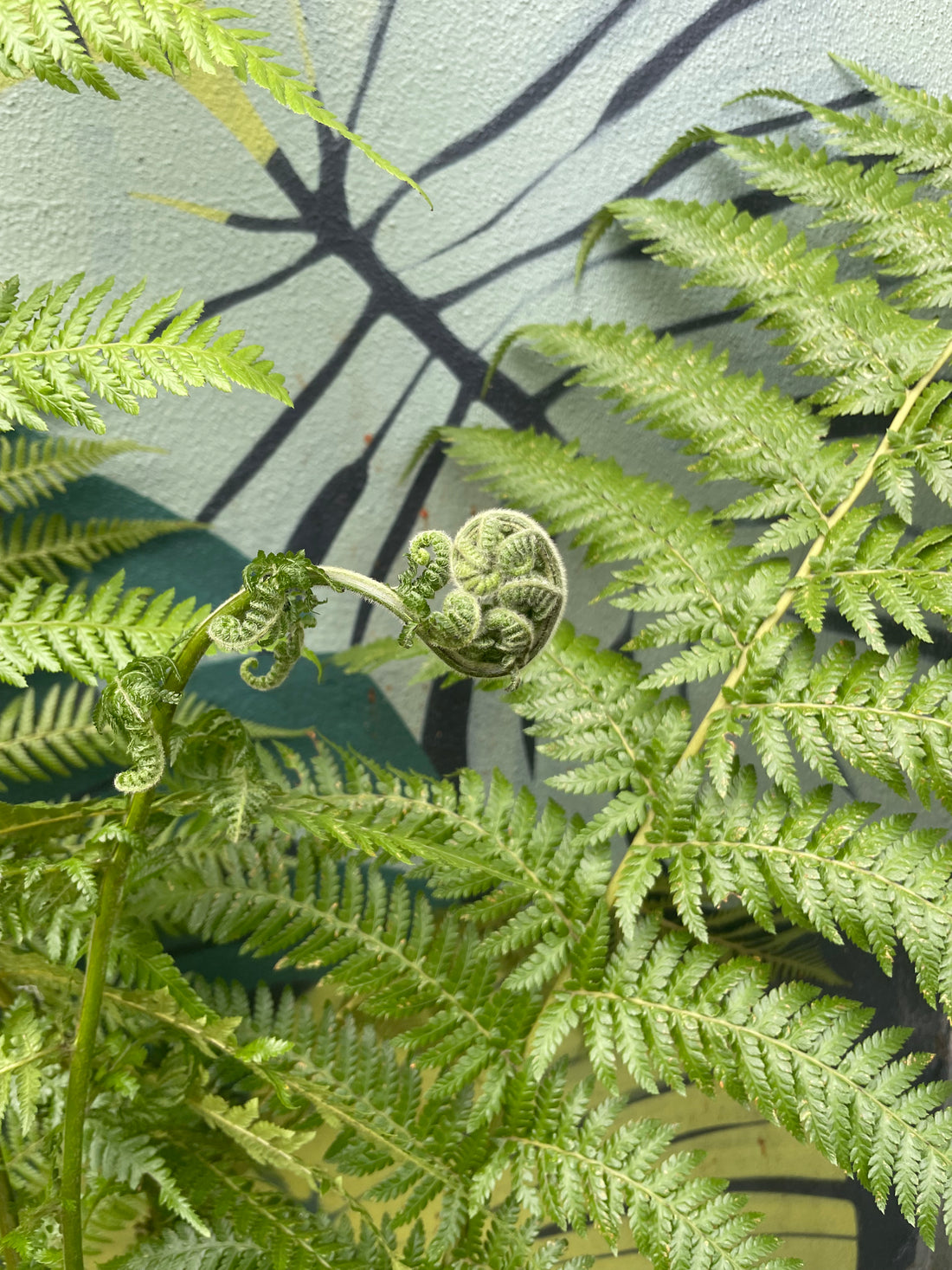 Dicksonia antarctica (New Zealand Tree fern)