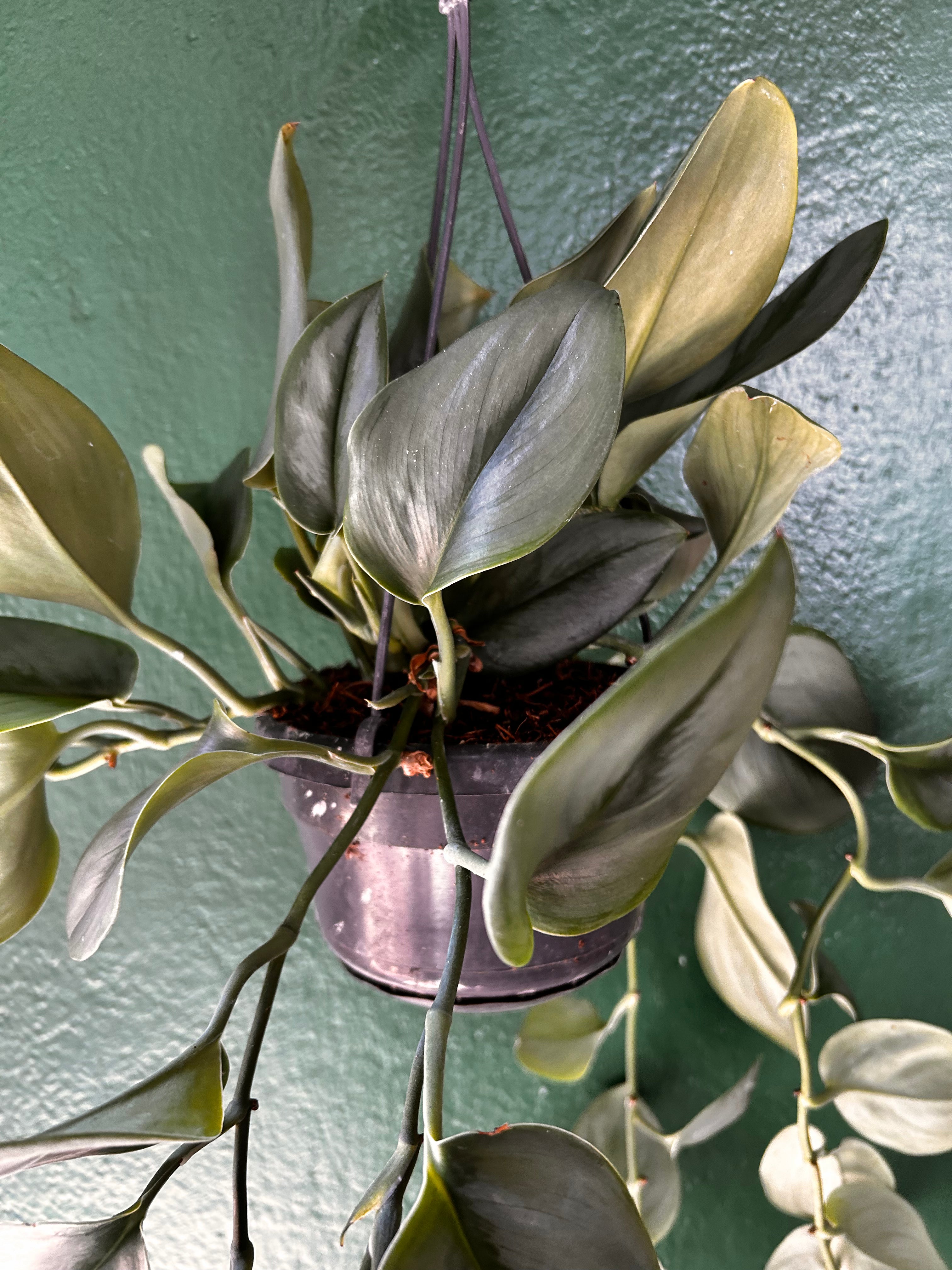 Scindapsus Treubii &