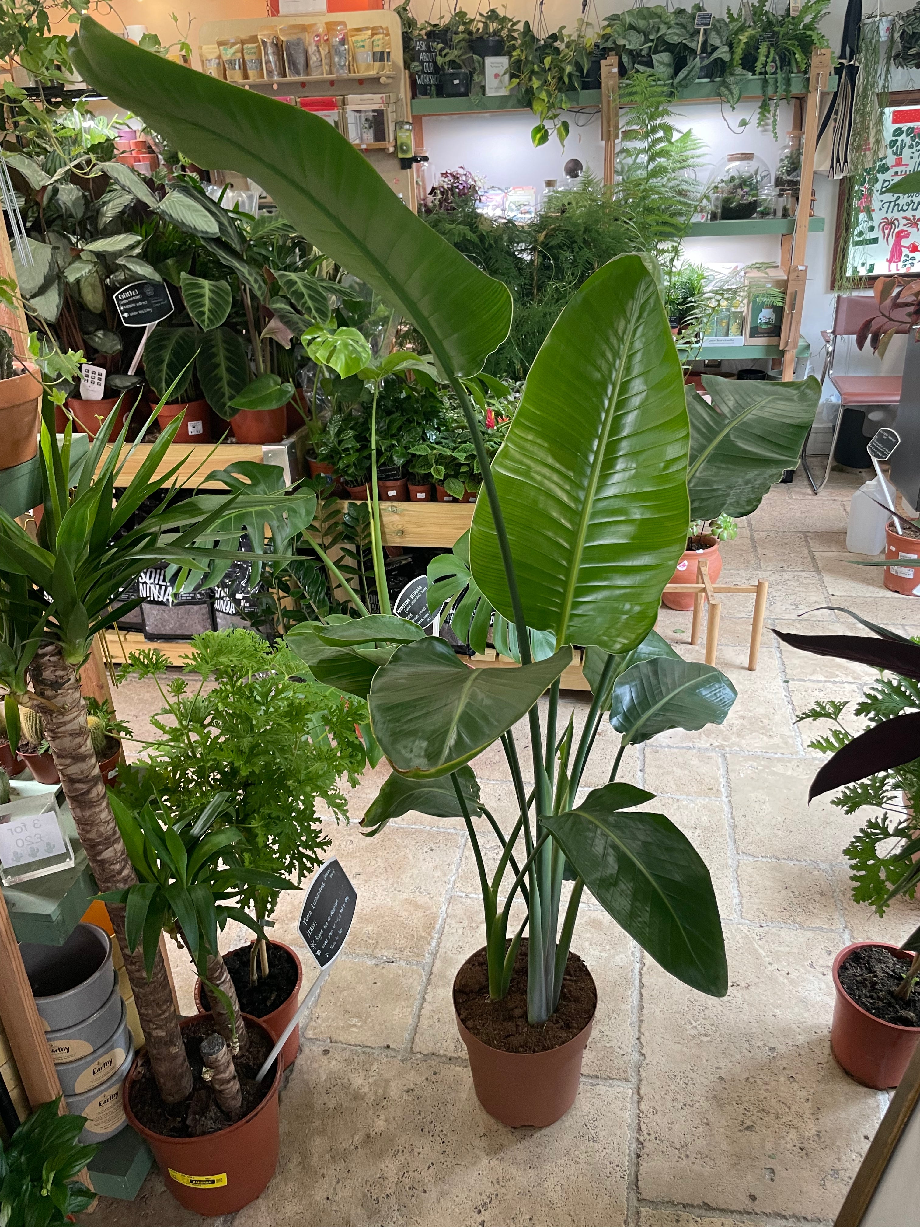 Strelitzia nicolai (White Bird of Paradise)