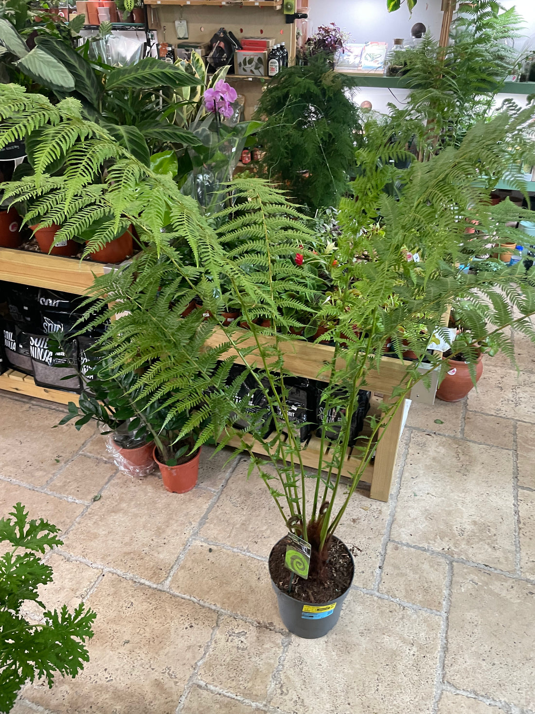 Dicksonia antarctica (New Zealand Tree fern)