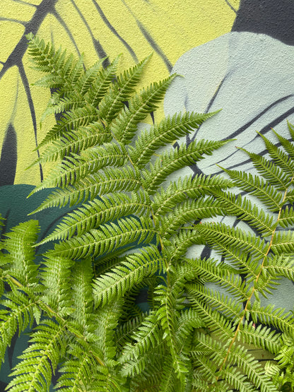 Dicksonia antarctica (New Zealand Tree fern)