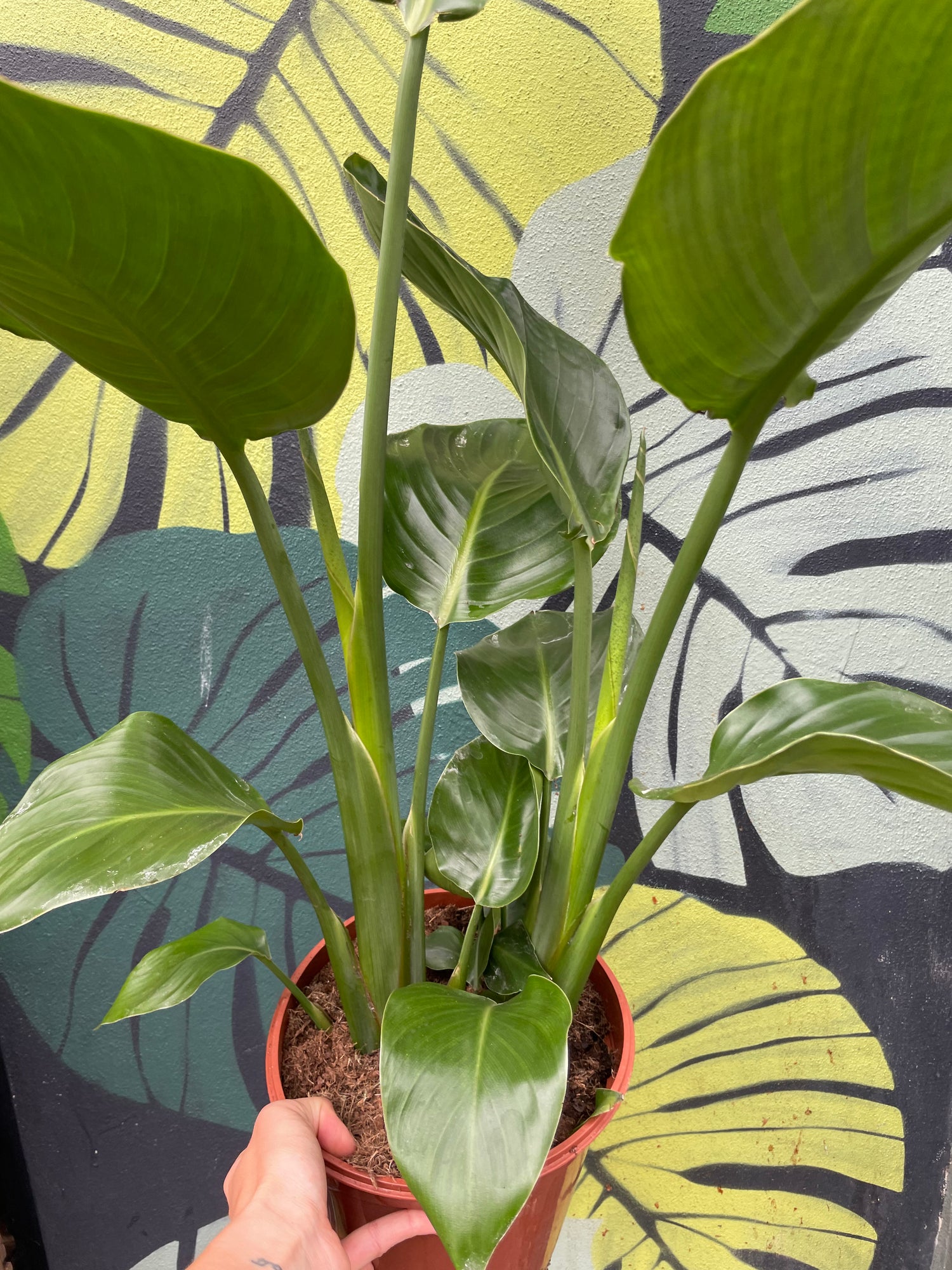 Strelitzia nicolai (White Bird of Paradise)