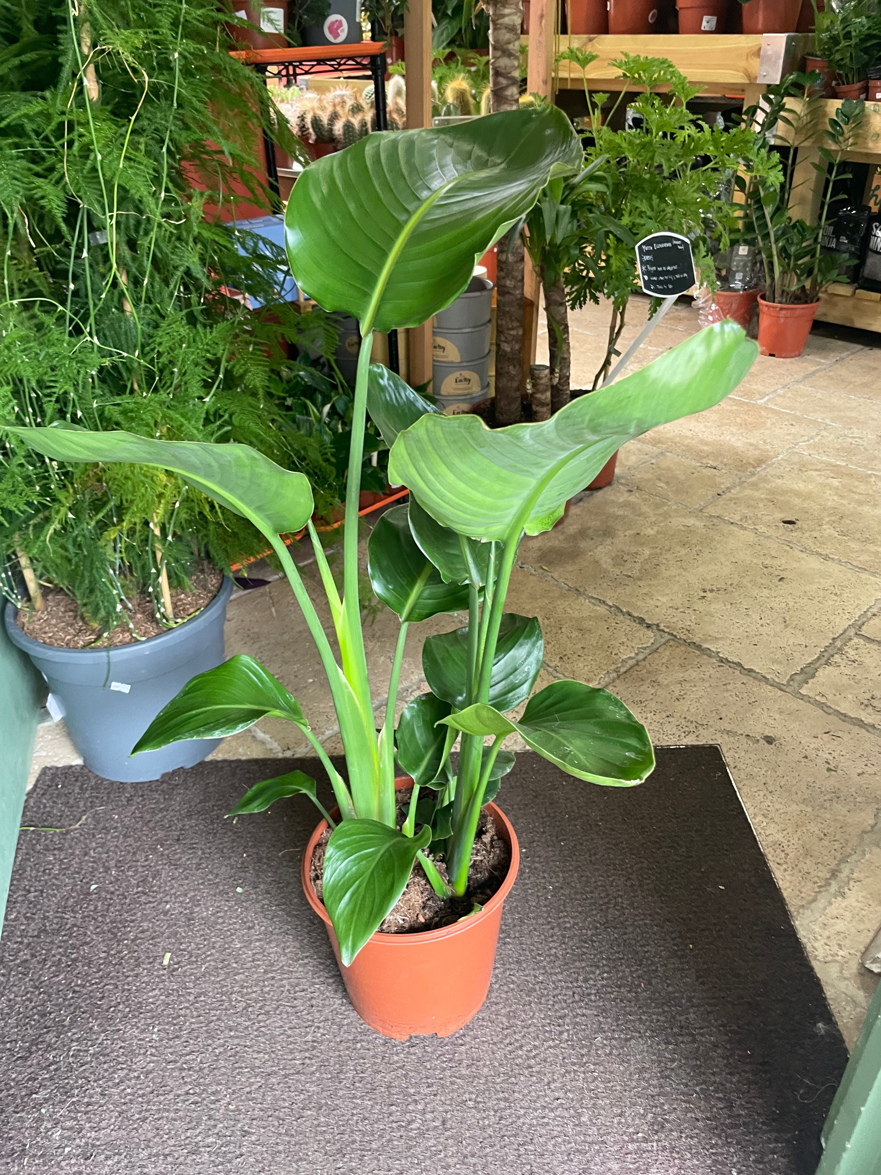 Strelitzia nicolai (White Bird of Paradise)