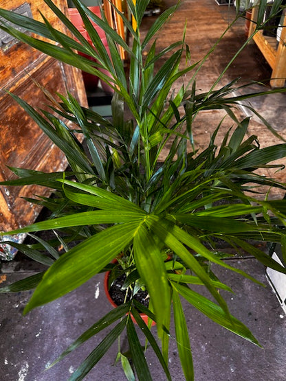 Chamaedorea Cataractarum (Cascade/Cat palm)
