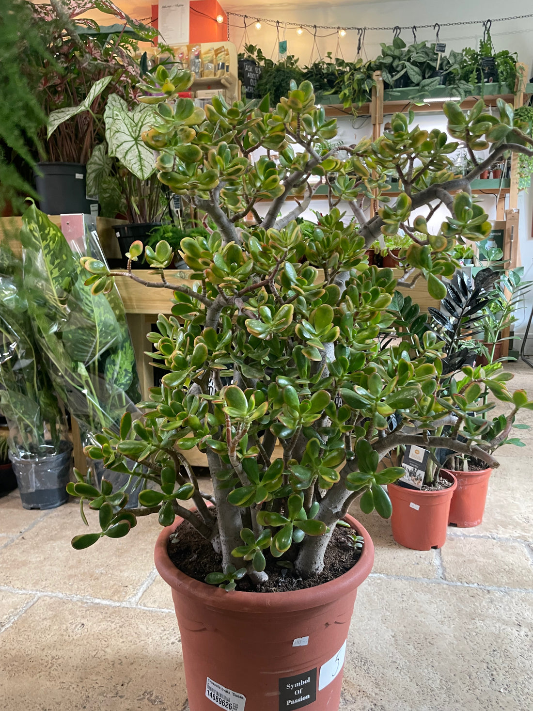 Crassula ovata &