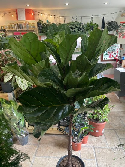 Ficus lyrata (Fiddle leaf fig)