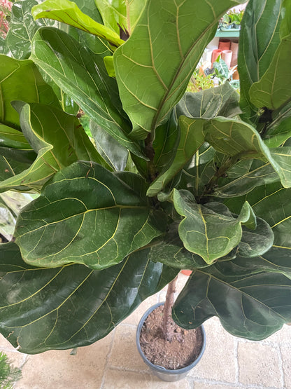 Ficus lyrata (Fiddle leaf fig)