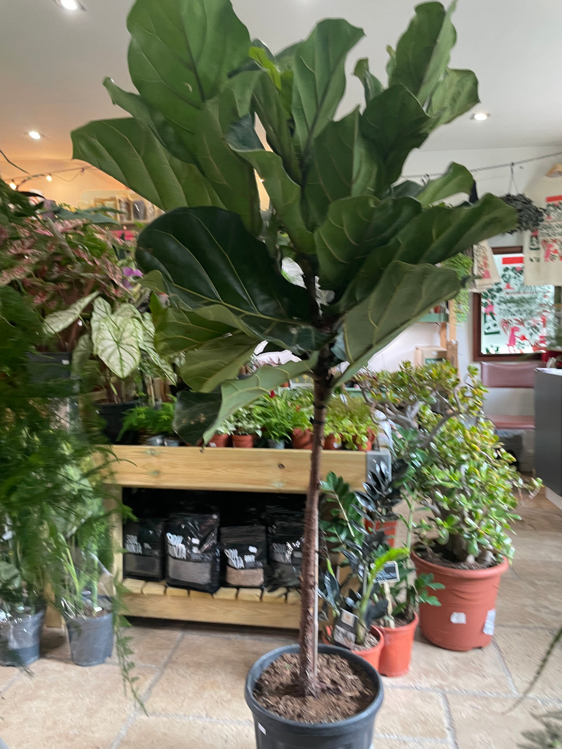 Ficus lyrata (Fiddle leaf fig)