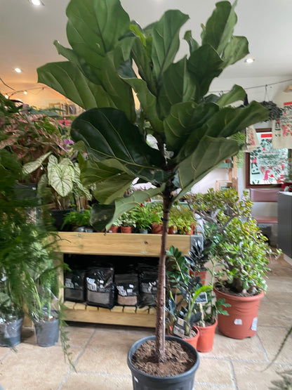 Ficus lyrata (Fiddle leaf fig)