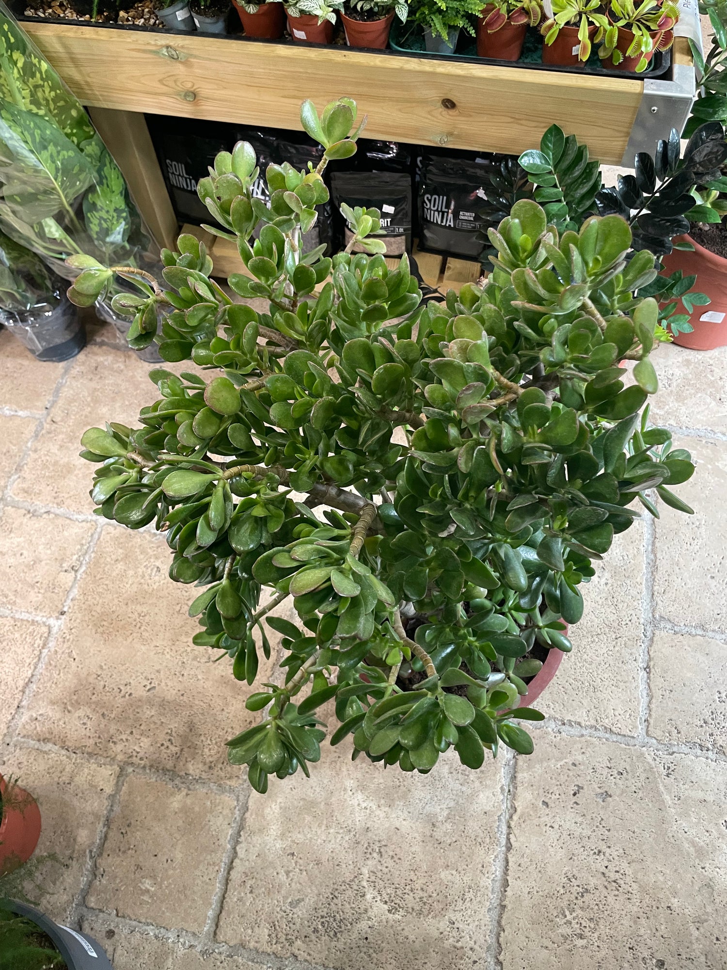 Crassula ovata (Jade plant/Succulent)