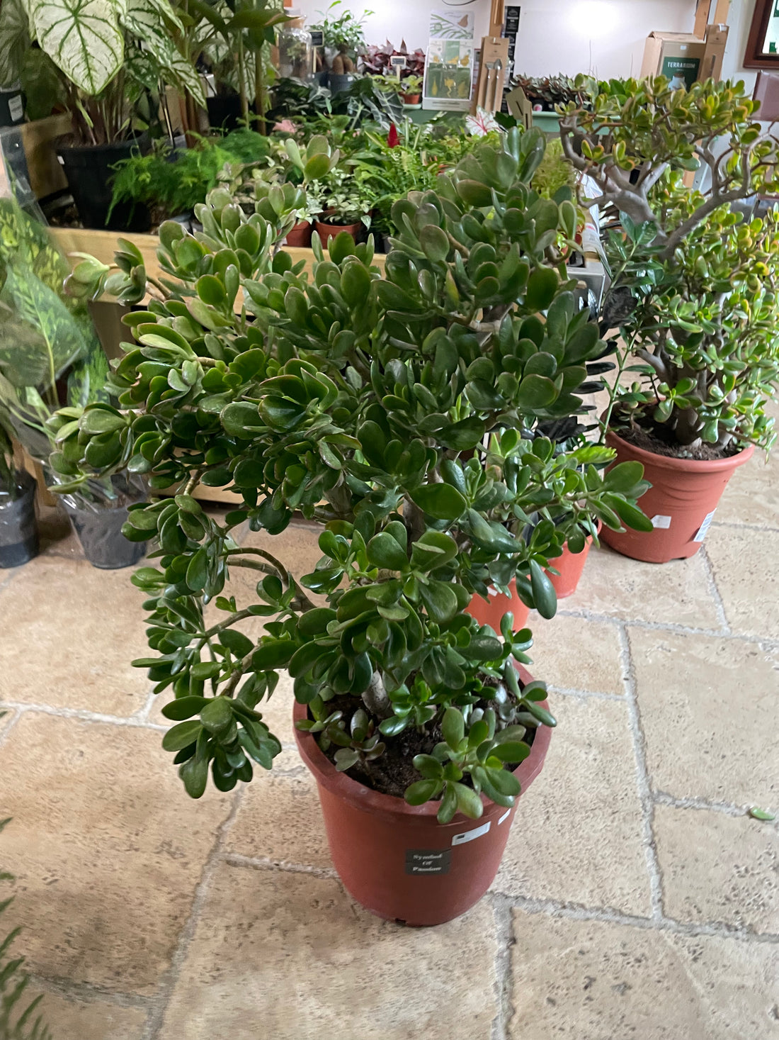 Crassula ovata (Jade plant/Succulent)