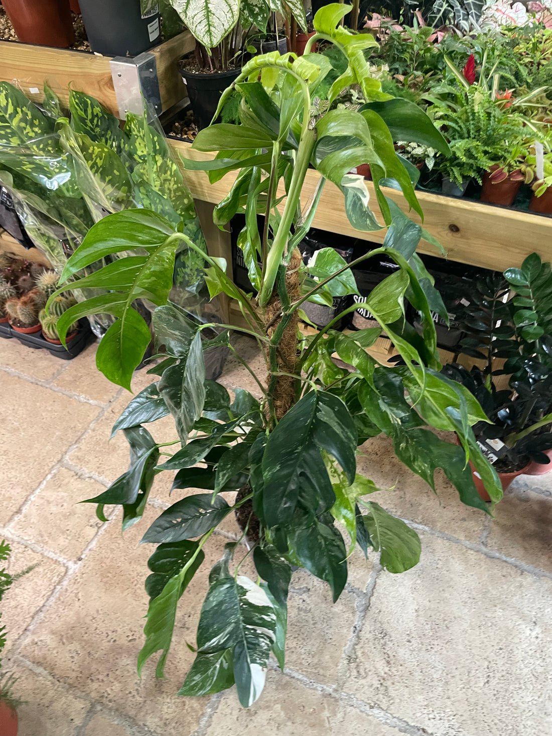 Epipremnum pinnatum &
