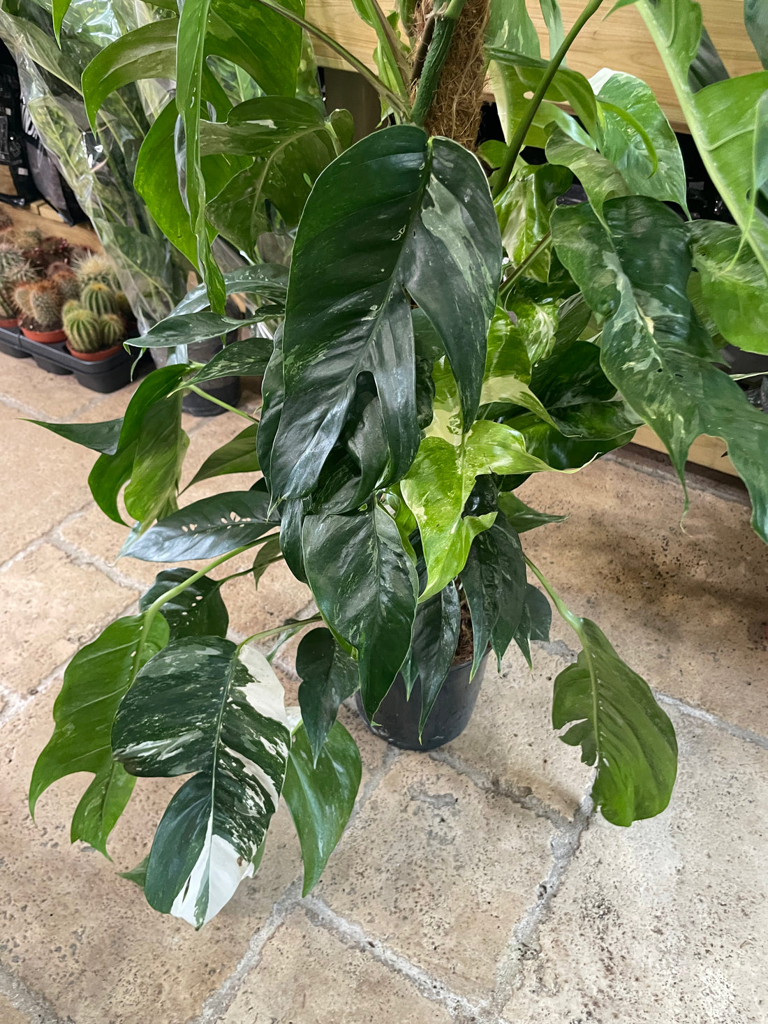Epipremnum pinnatum &