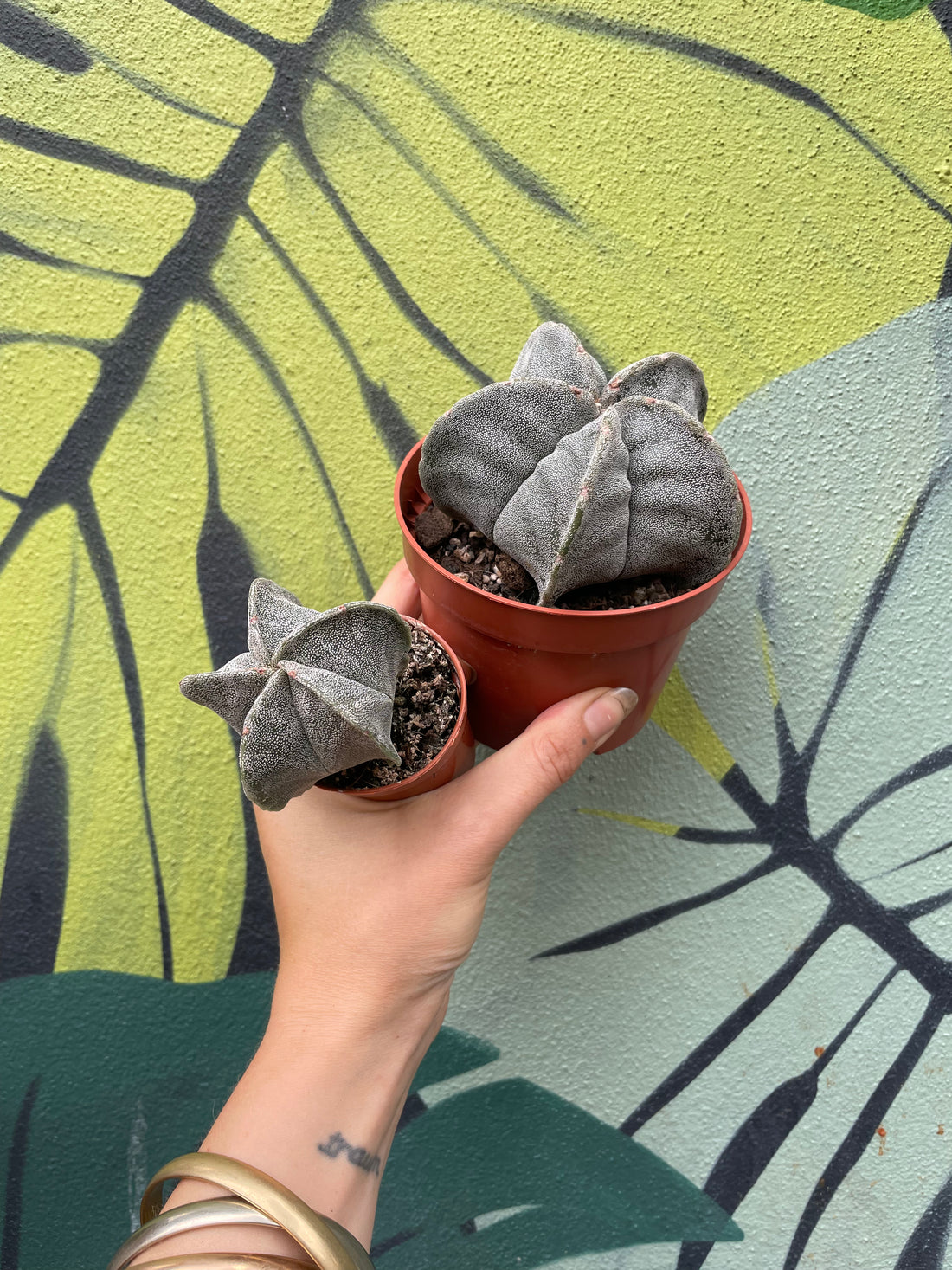 Astrophytum myriostigma (Bishop’s Mitre/Star Cactus)