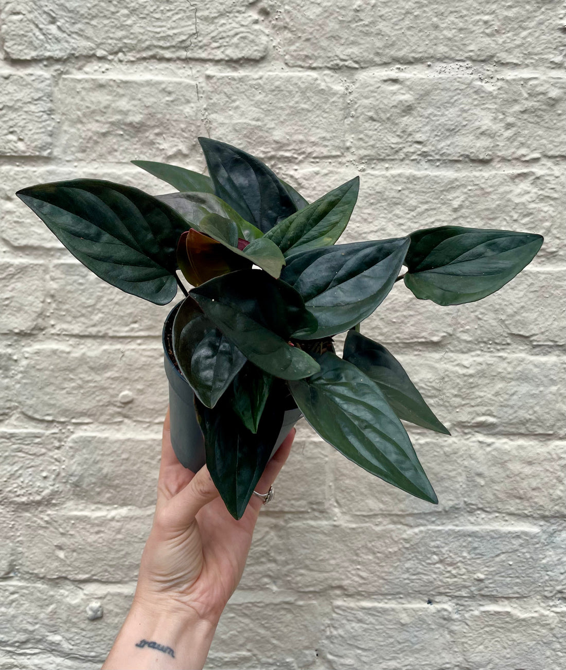 Syngonium erythrophyllum &